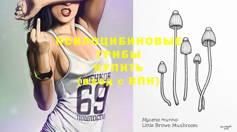 где можно купить наркотик  Кизляр  Псилоцибиновые грибы Cubensis 